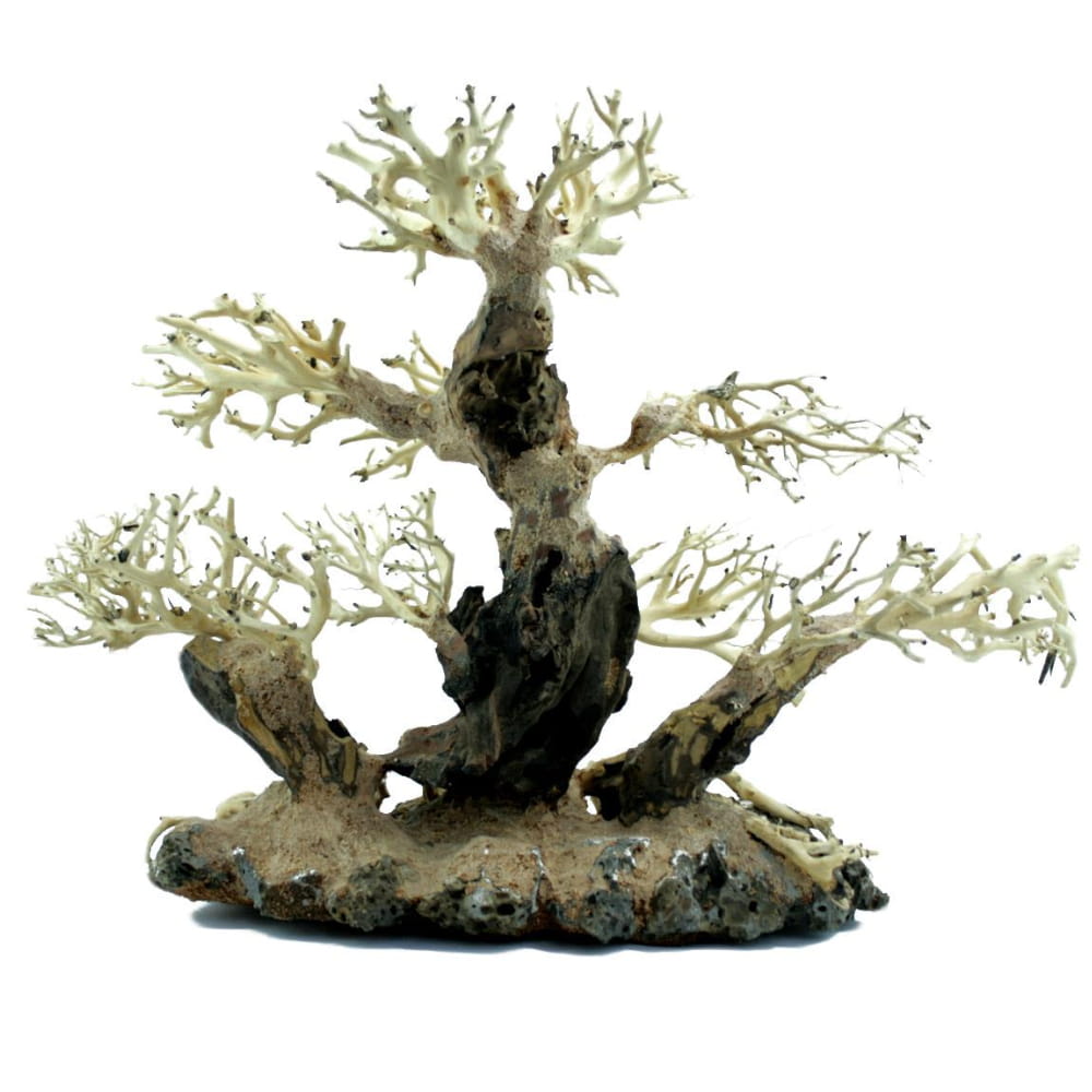 bonsai 31.jpg